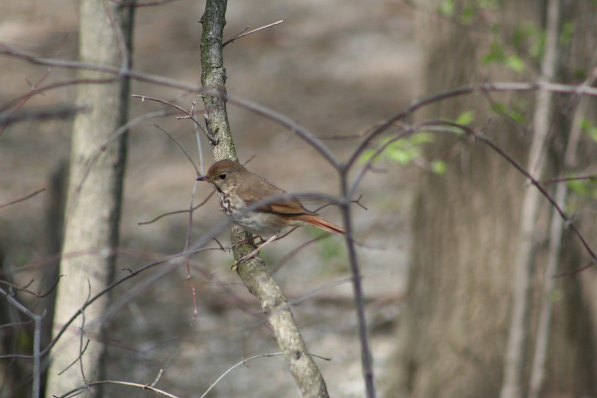 Hermit Thrush - ML24605471