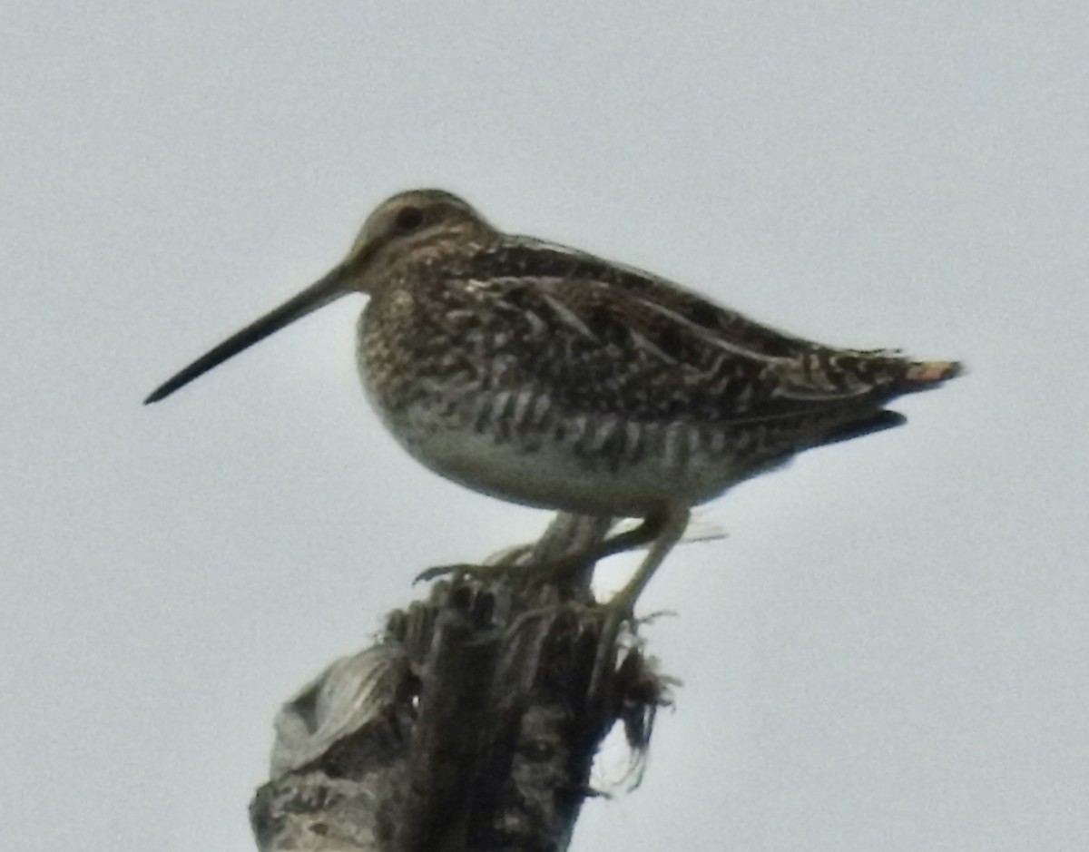 Wilson's Snipe - ML246055361