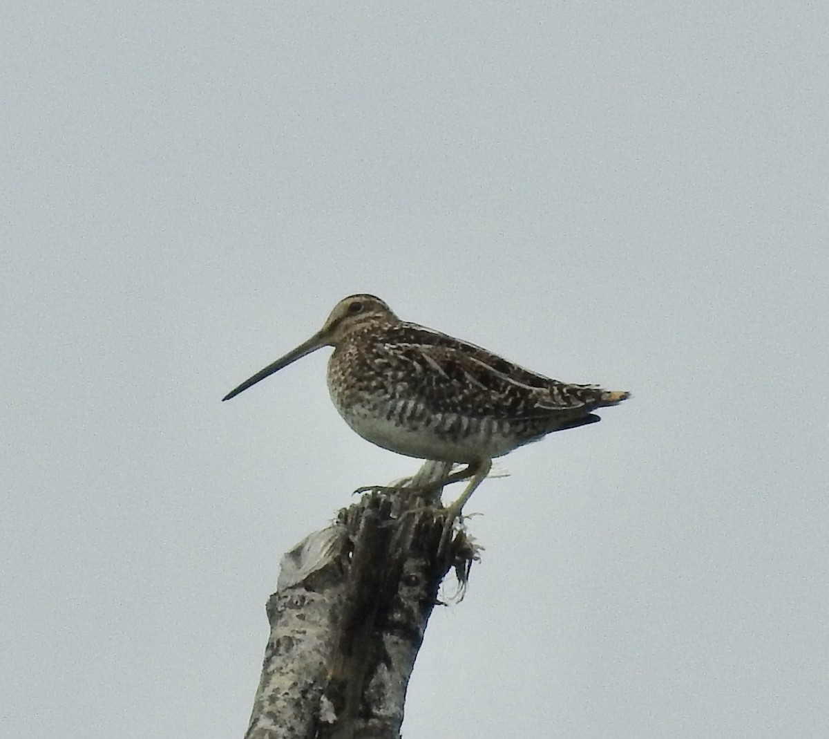 Wilson's Snipe - Richard Lepage