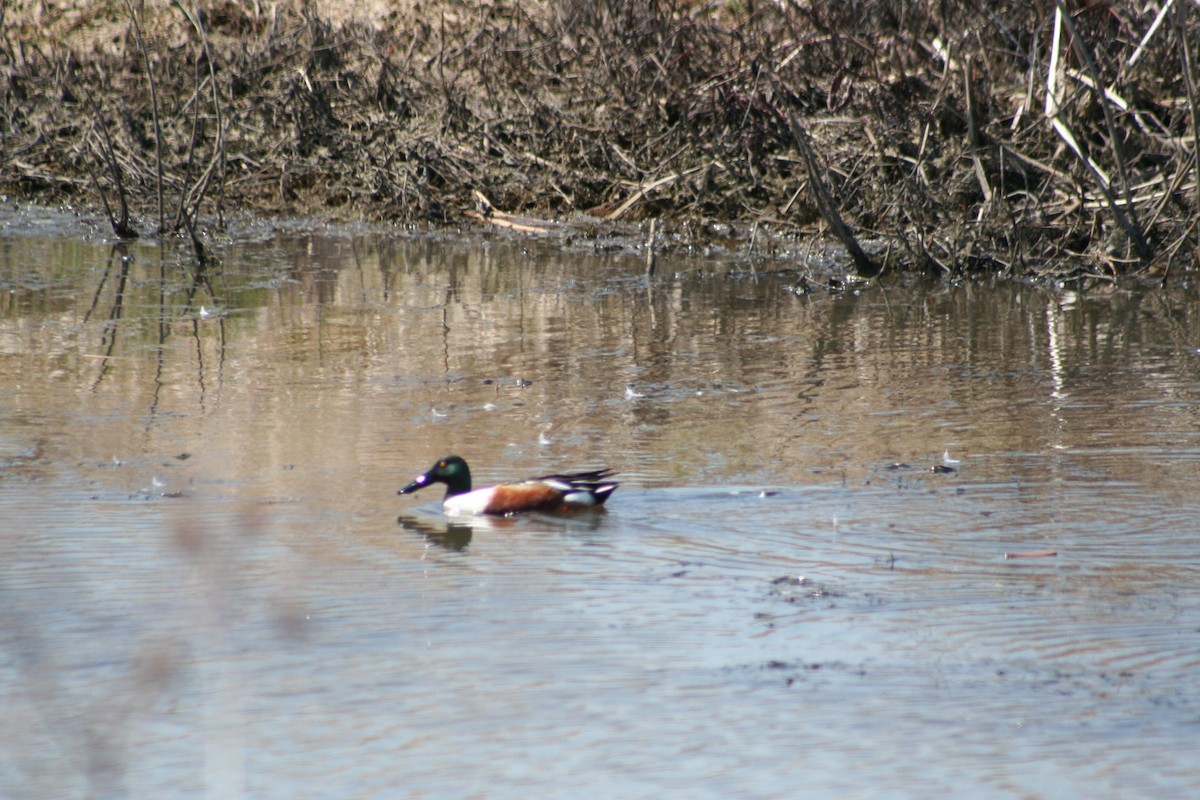 Northern Shoveler - ML24605541