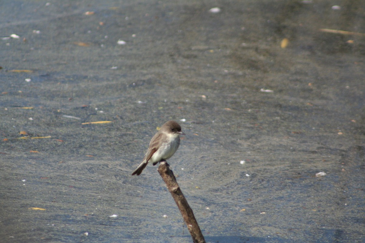 Eastern Phoebe - ML24605551