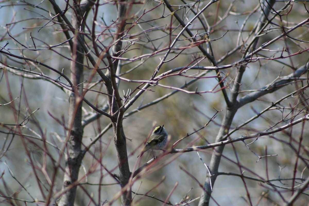 Golden-crowned Kinglet - Patrick Conrad