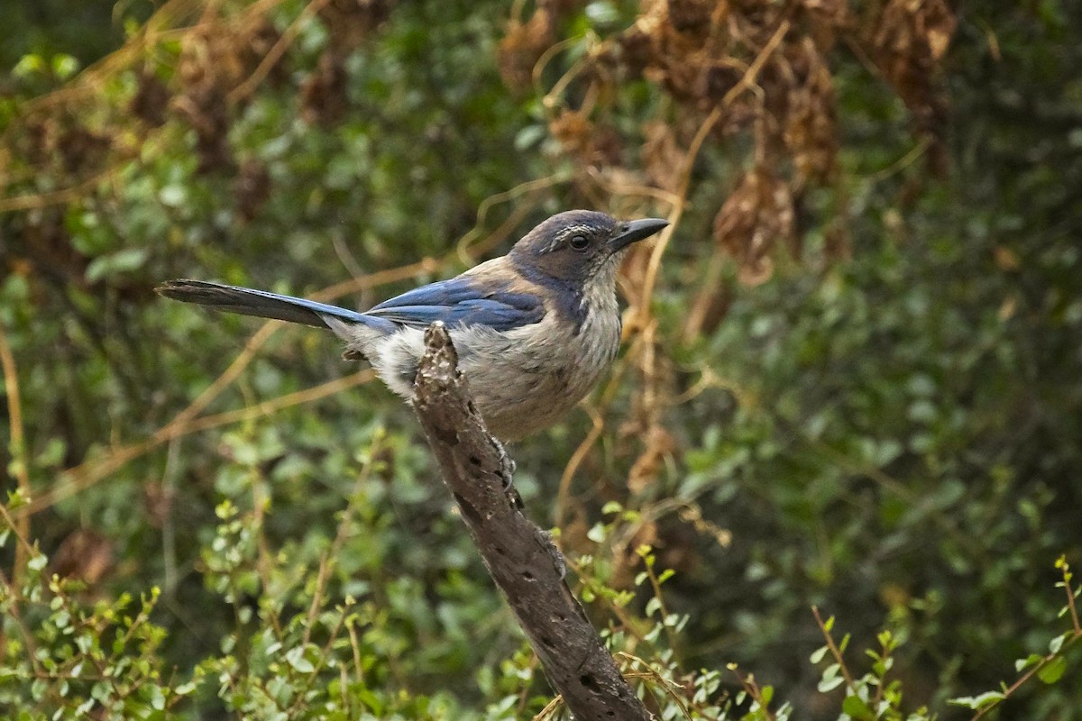 California Scrub-Jay - Christopher Adler