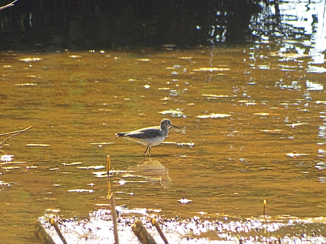 Solitary Sandpiper - ML246056331