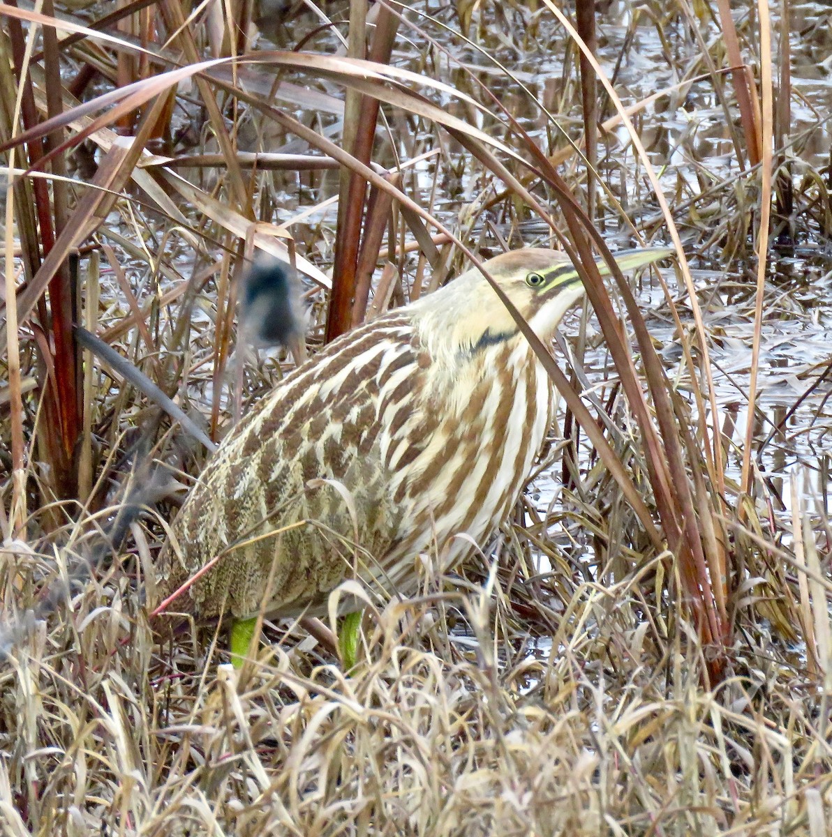 American Bittern - Larry Moore