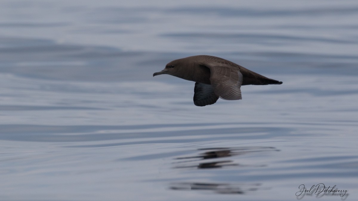 Sooty Shearwater - ML246057751