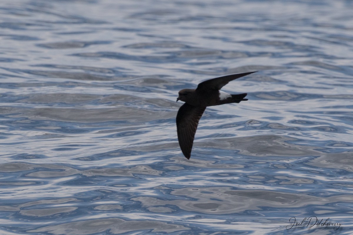 Wilson's Storm-Petrel - Detcheverry Joël