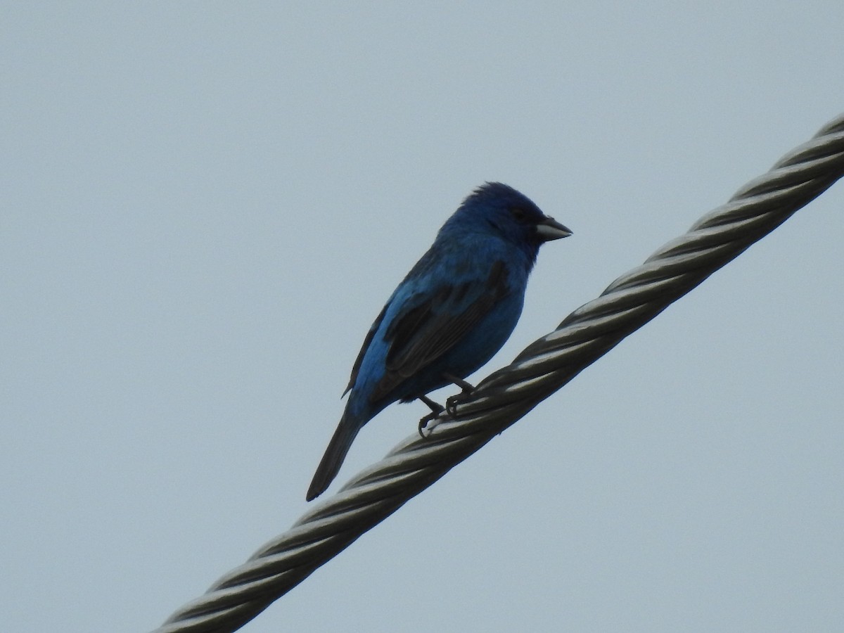 Indigo Bunting - ML246058451