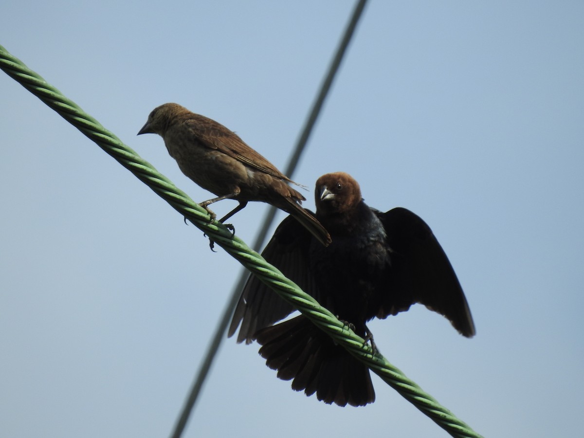 Brown-headed Cowbird - ML246058591
