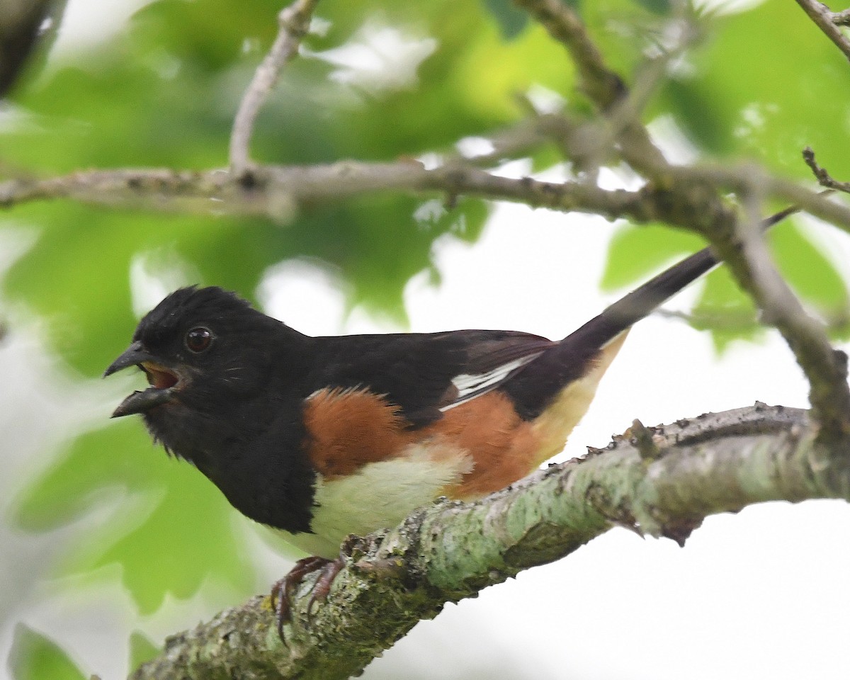 Eastern Towhee - ML246059041