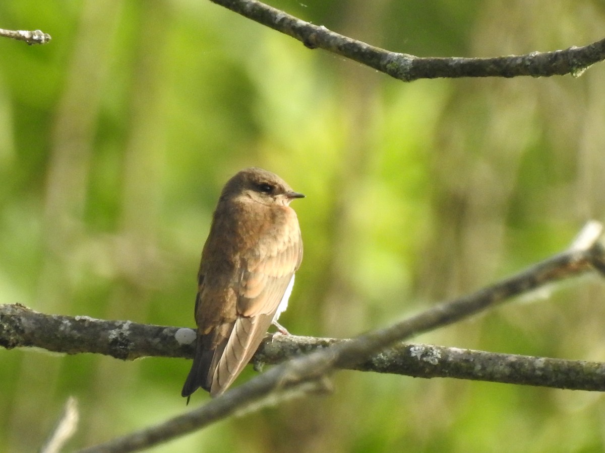 Northern Rough-winged Swallow - ML246059141