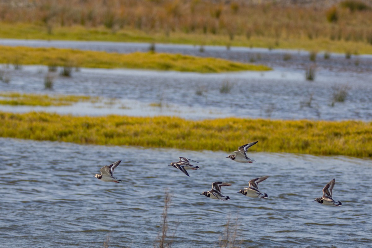 Ruddy Turnstone - ML246059231