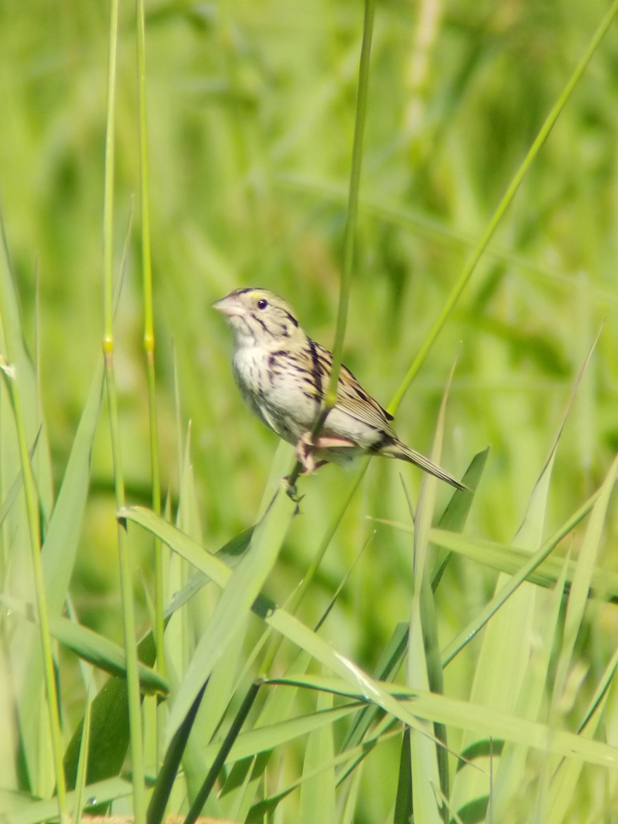 Henslow's Sparrow - David Schrab