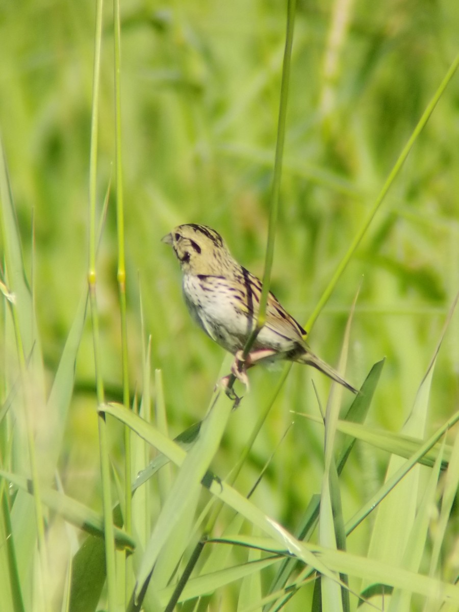 Henslow's Sparrow - David Schrab