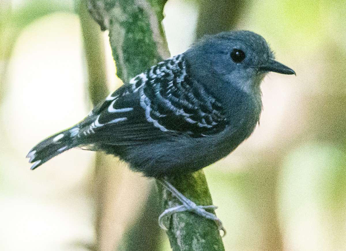 Xingu Scale-backed Antbird - Anderson  Sandro