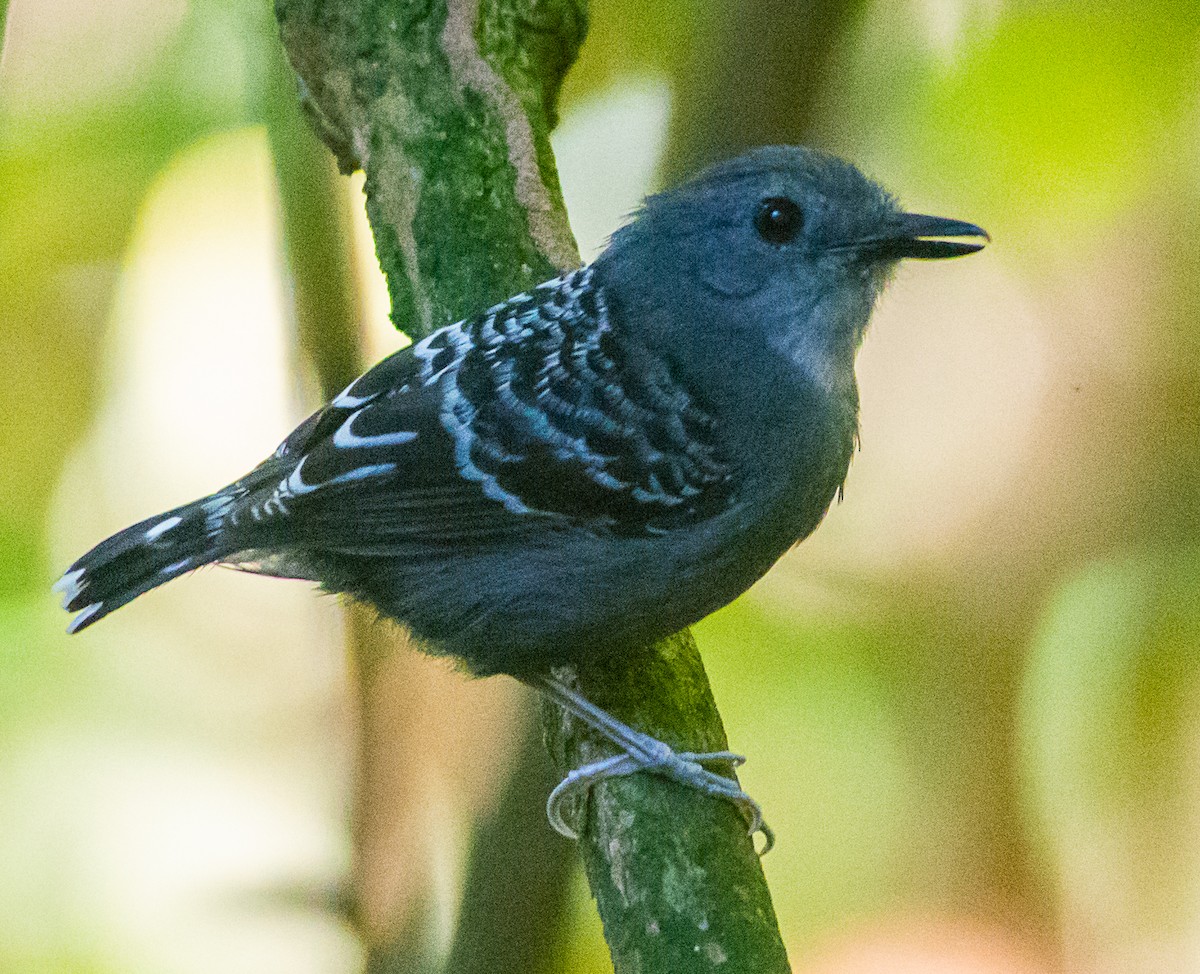 Xingu Scale-backed Antbird - ML246062861