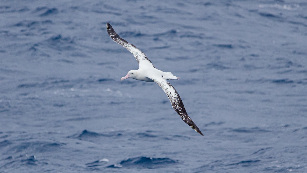 Tristan Albatross - Philip Miller