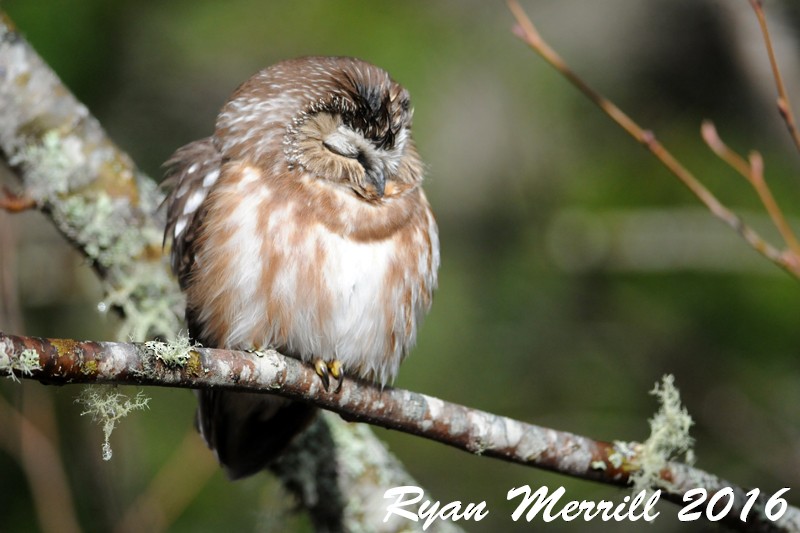 Northern Saw-whet Owl - ML24606411