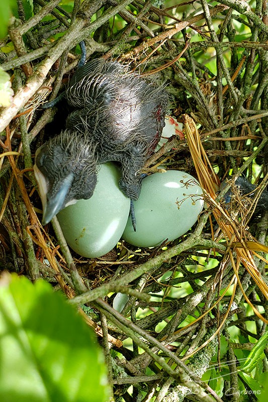 Yellow-billed Cuckoo - Carl Carbone