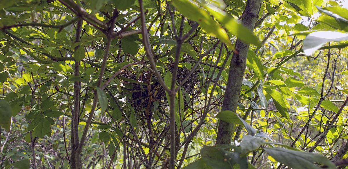 Yellow-billed Cuckoo - ML246064471