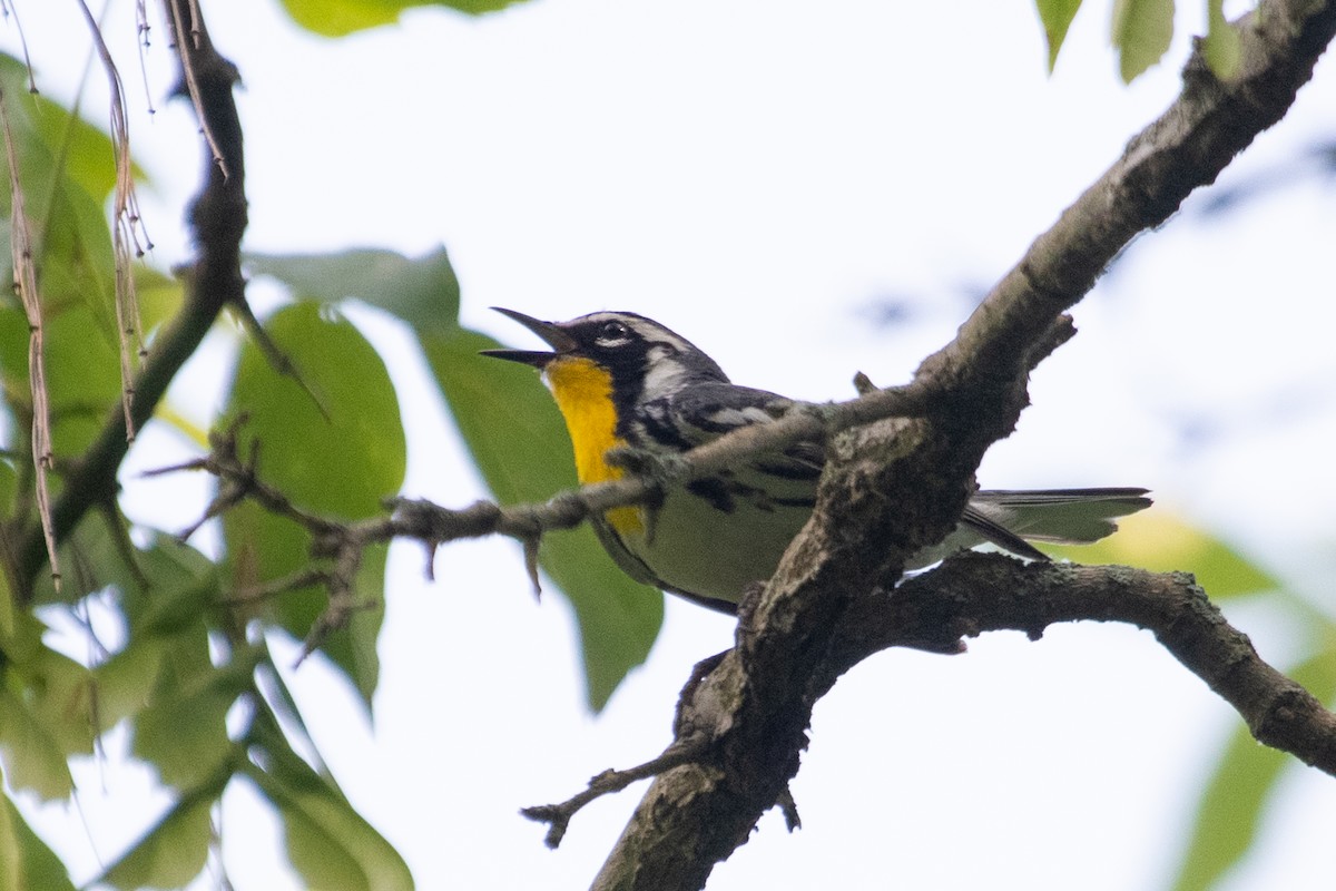 Yellow-throated Warbler - ML246065211