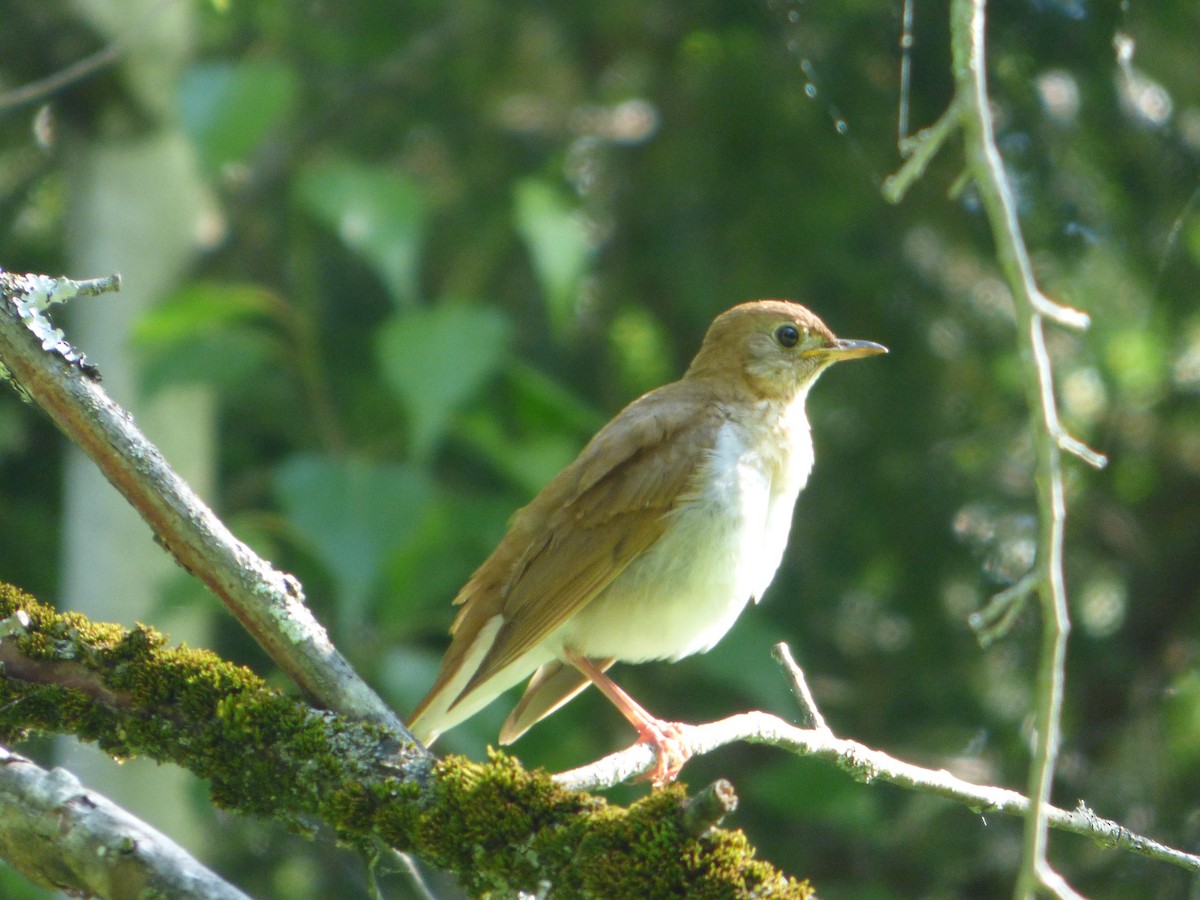 Veery - ML246065661