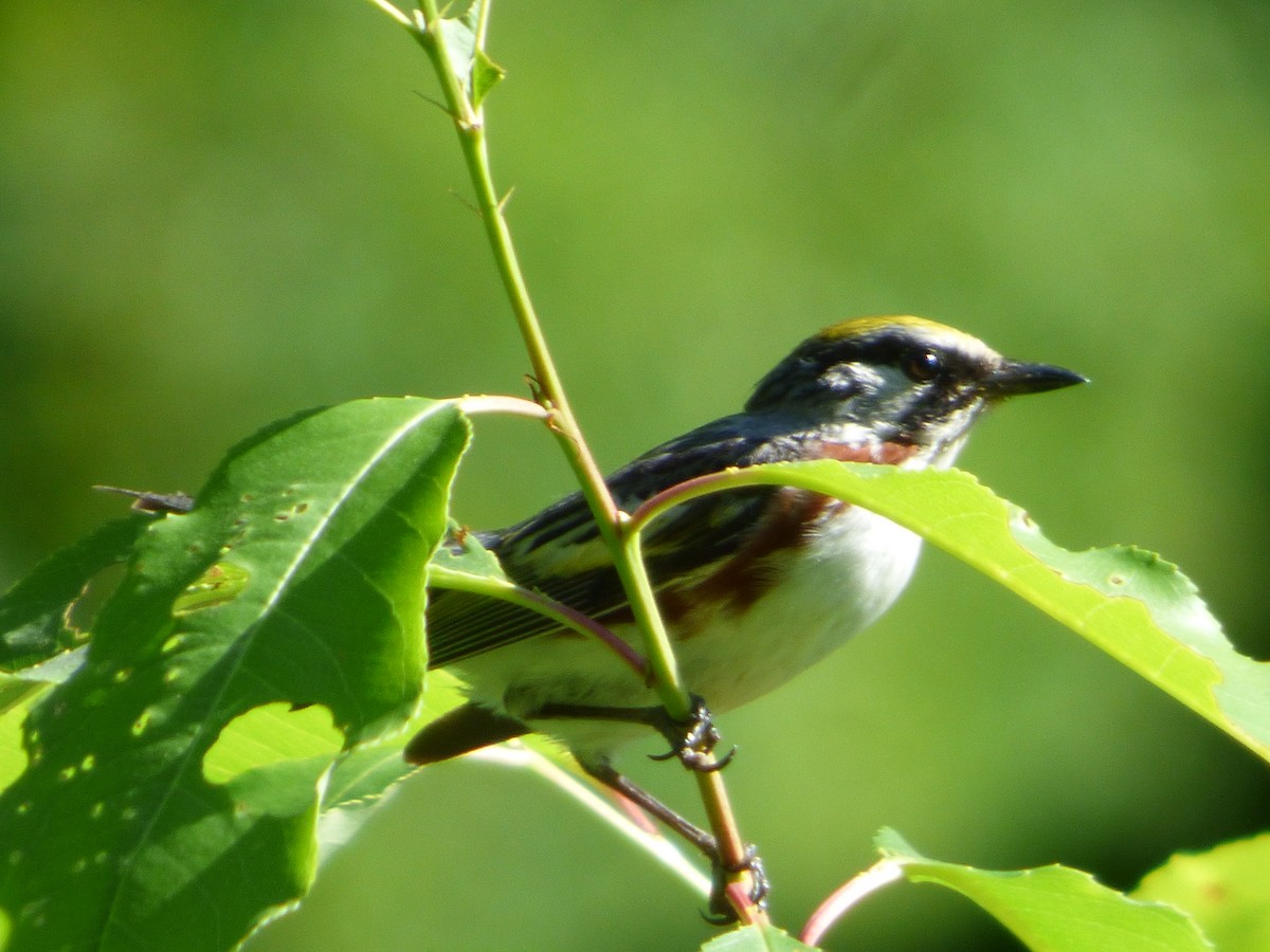 Chestnut-sided Warbler - ML246066481