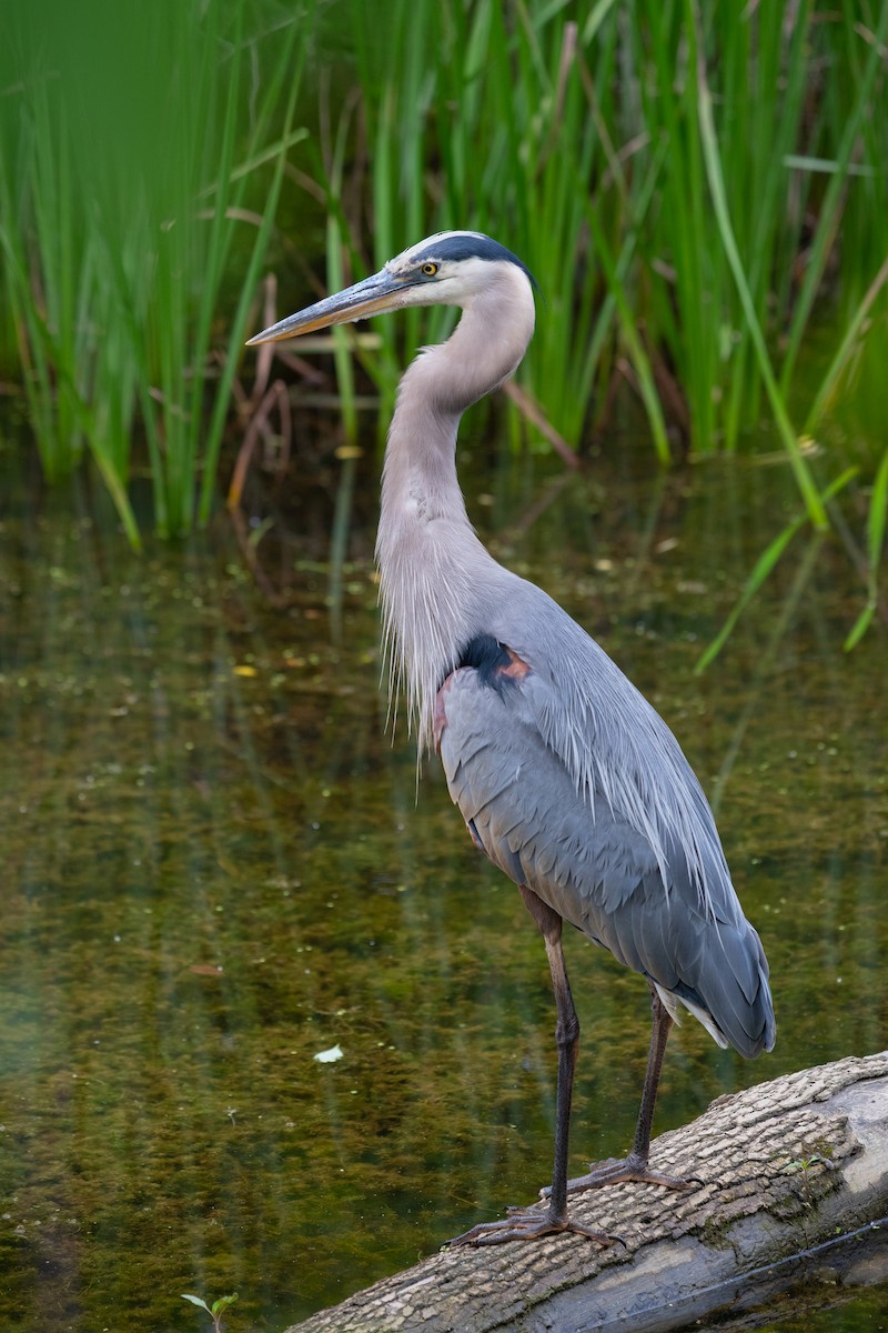 Great Blue Heron - ML246067191