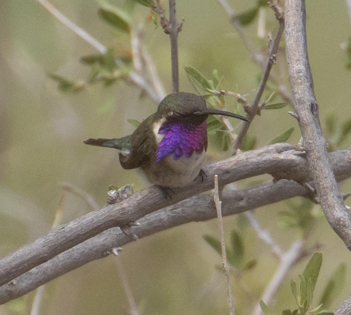 Lucifer Hummingbird - ML246067841