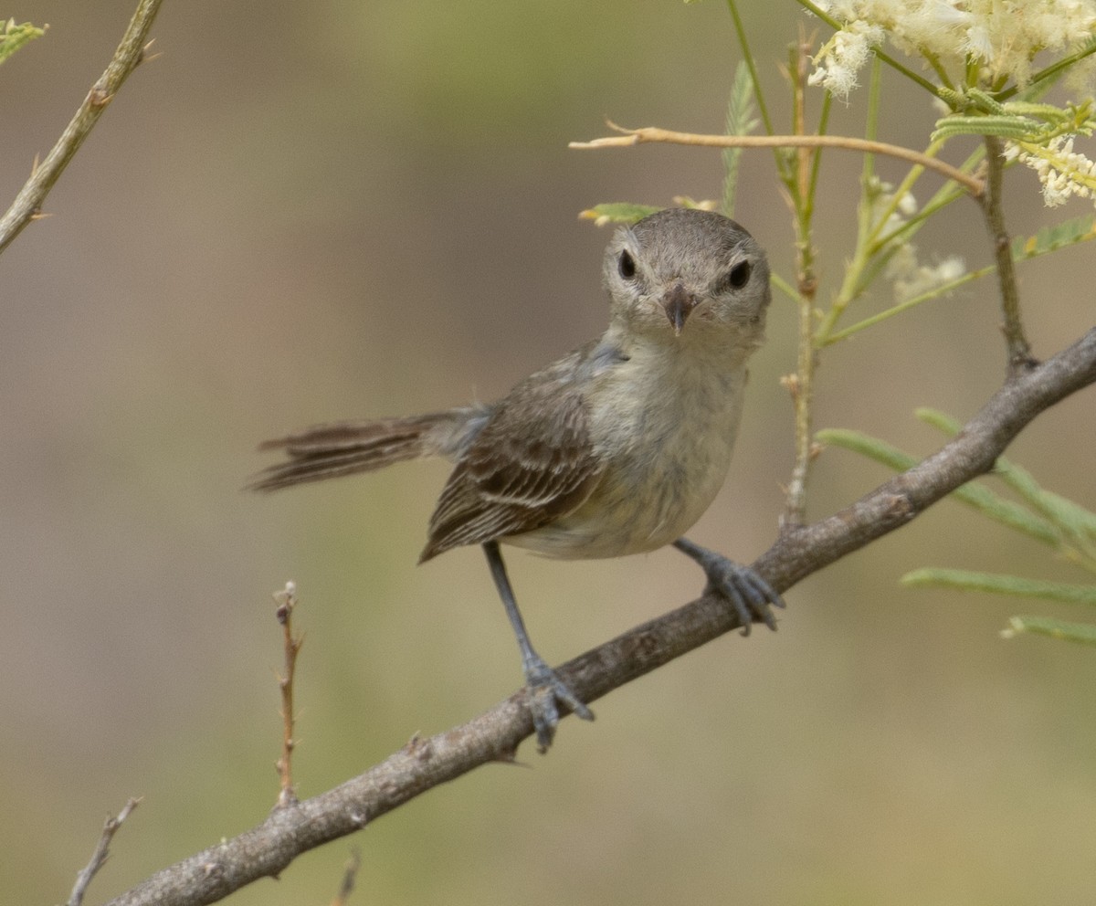 Bell's Vireo - ML246068041