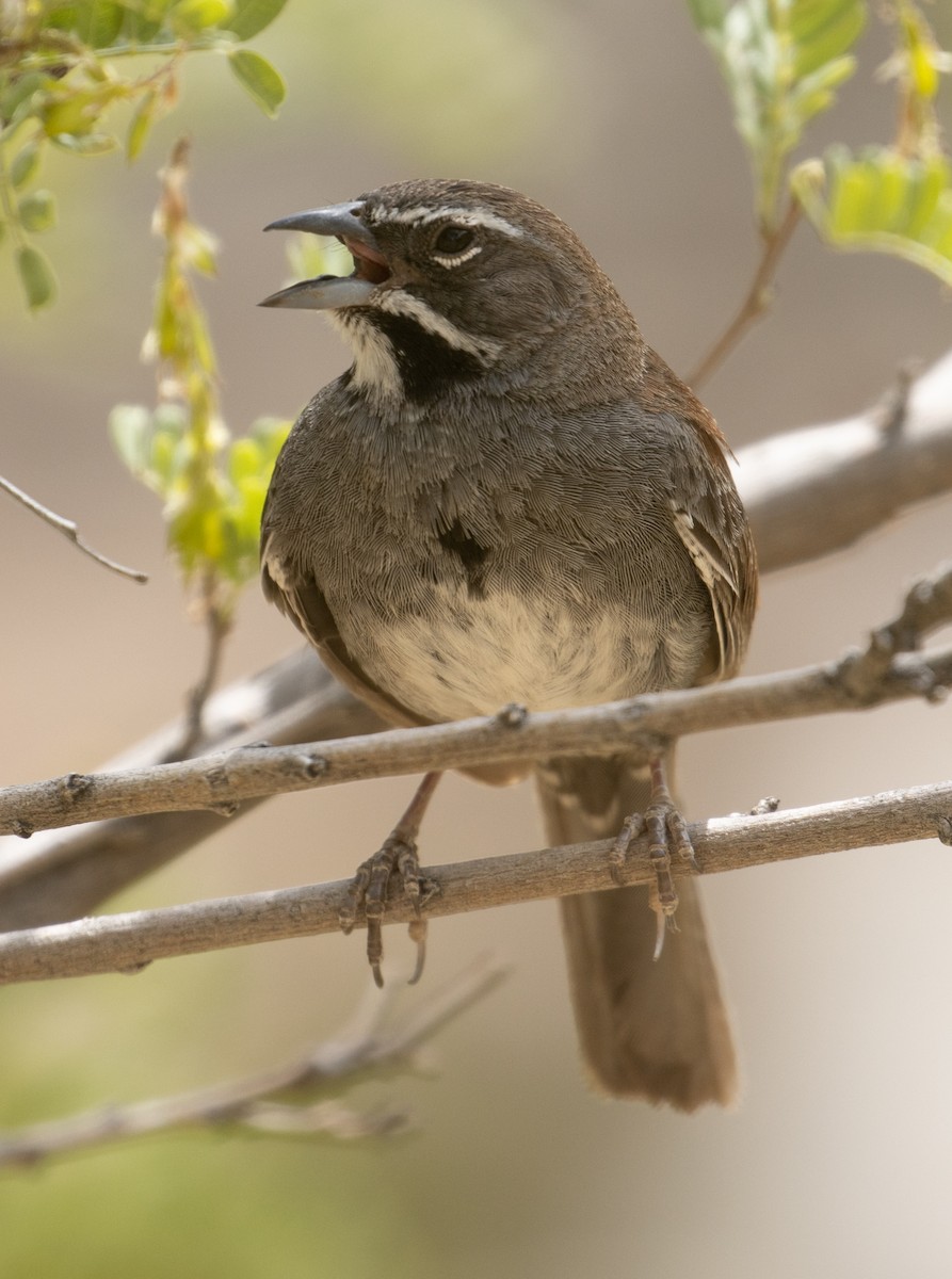 Five-striped Sparrow - ML246068101