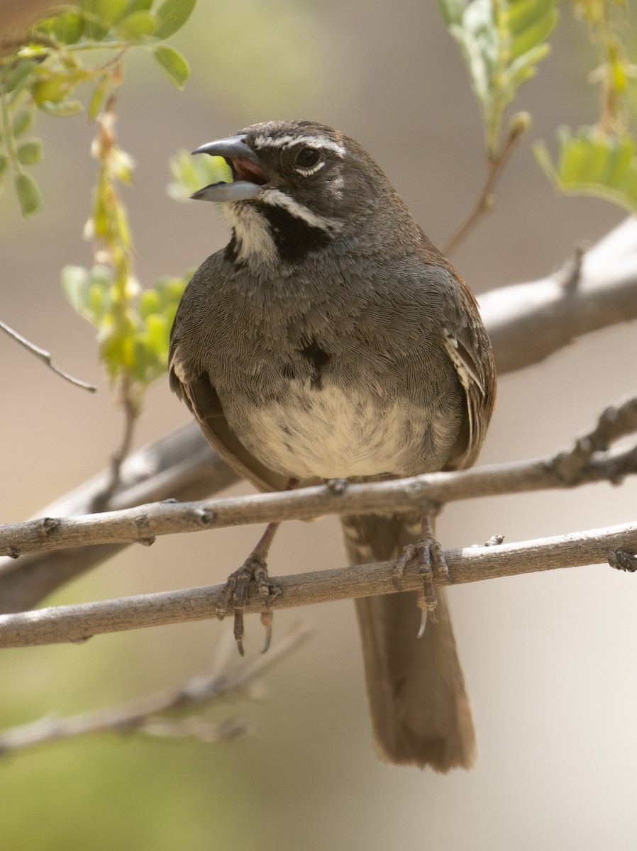 Five-striped Sparrow - ML246068131