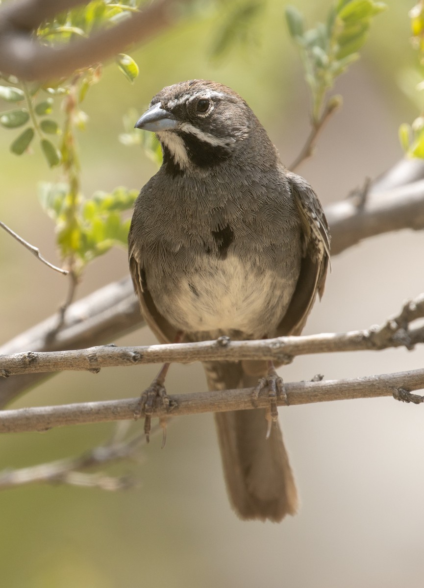 Five-striped Sparrow - ML246068171