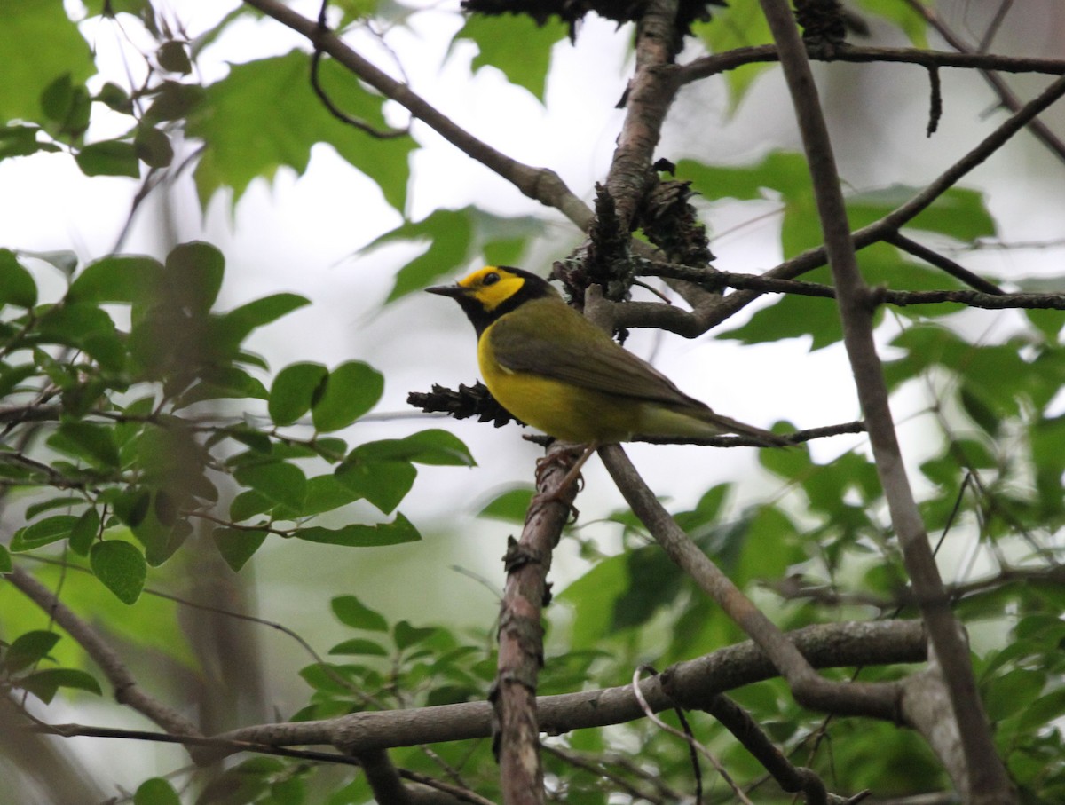 Hooded Warbler - ML246072781