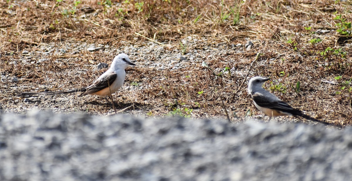 Scissor-tailed Flycatcher - ML246077441