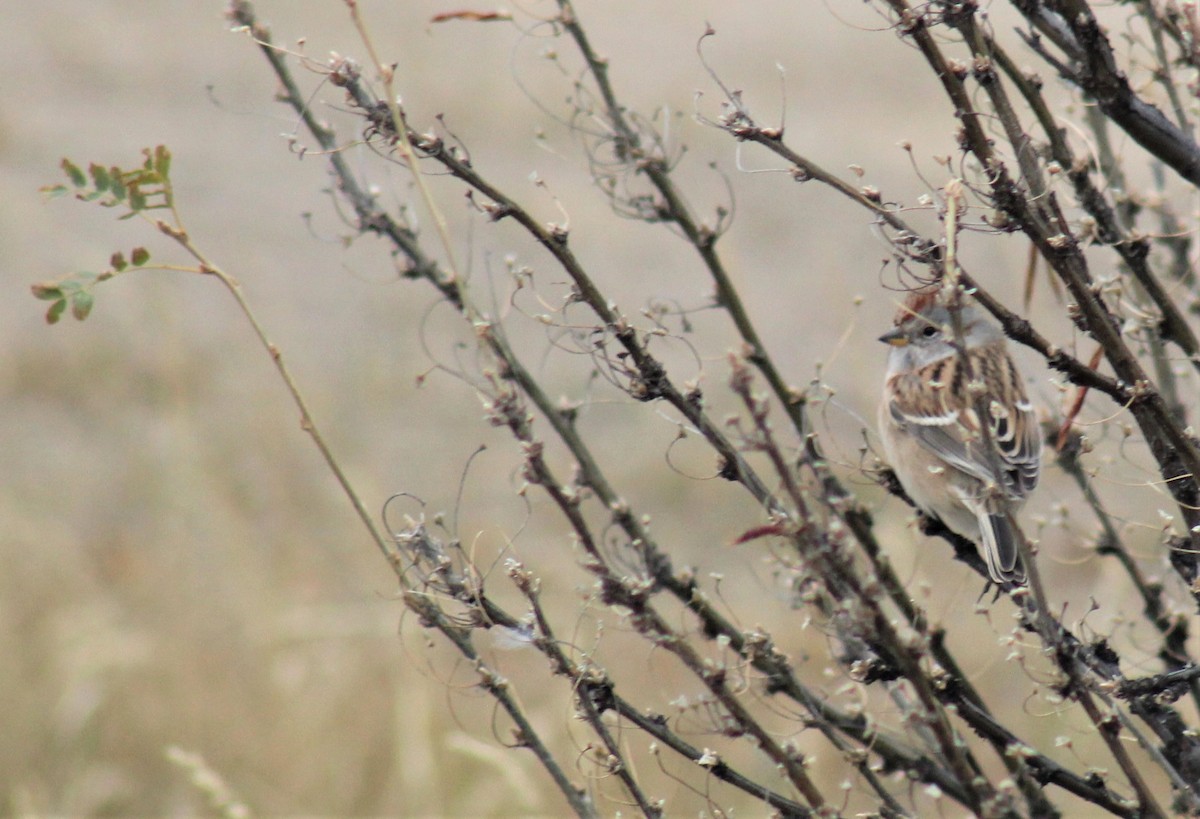 American Tree Sparrow - ML246077641