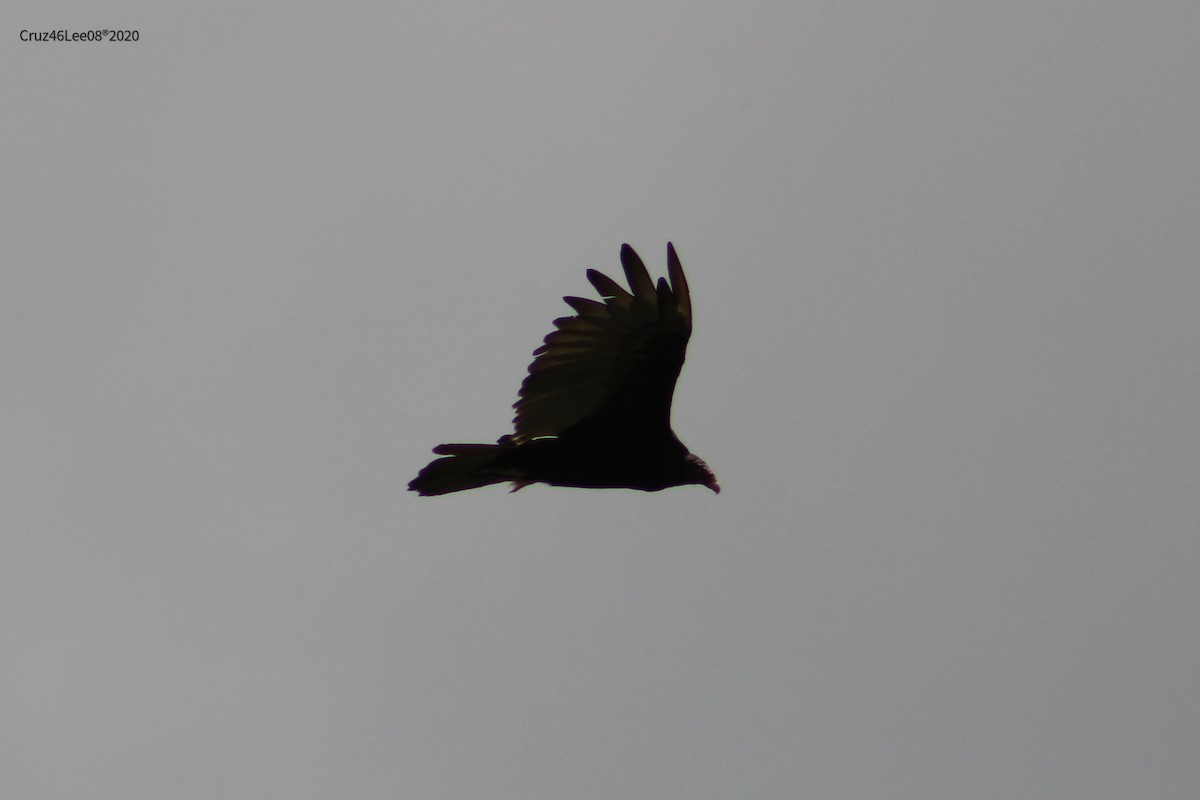 Turkey Vulture - ML246077841