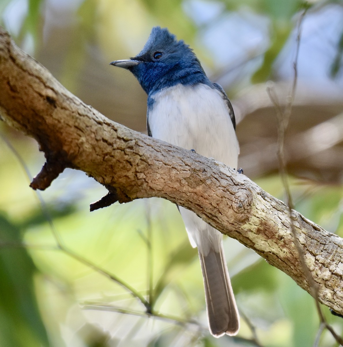 Leaden Flycatcher - ML246078241