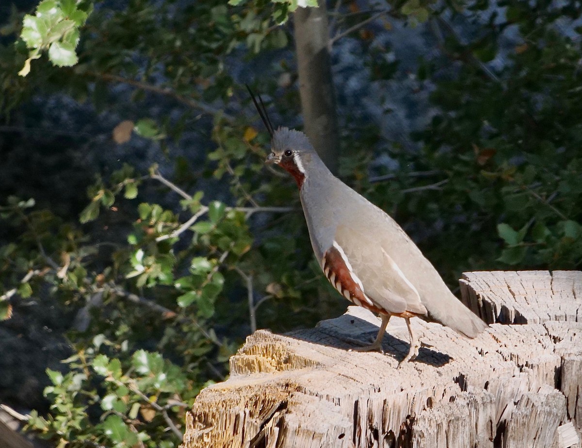 Mountain Quail - ML246079151