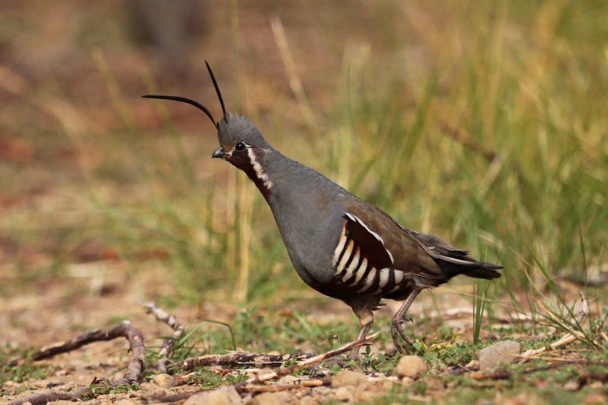 Mountain Quail - Aaron Maizlish