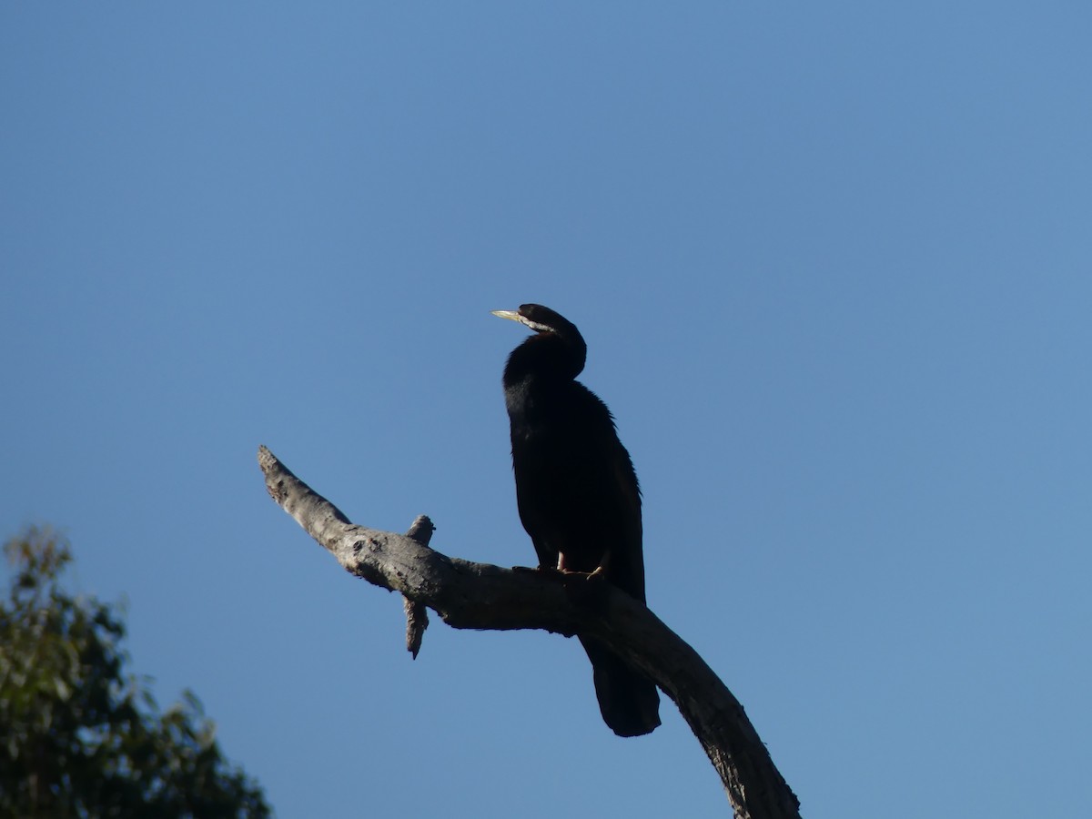 Australasian Darter - ML246083891