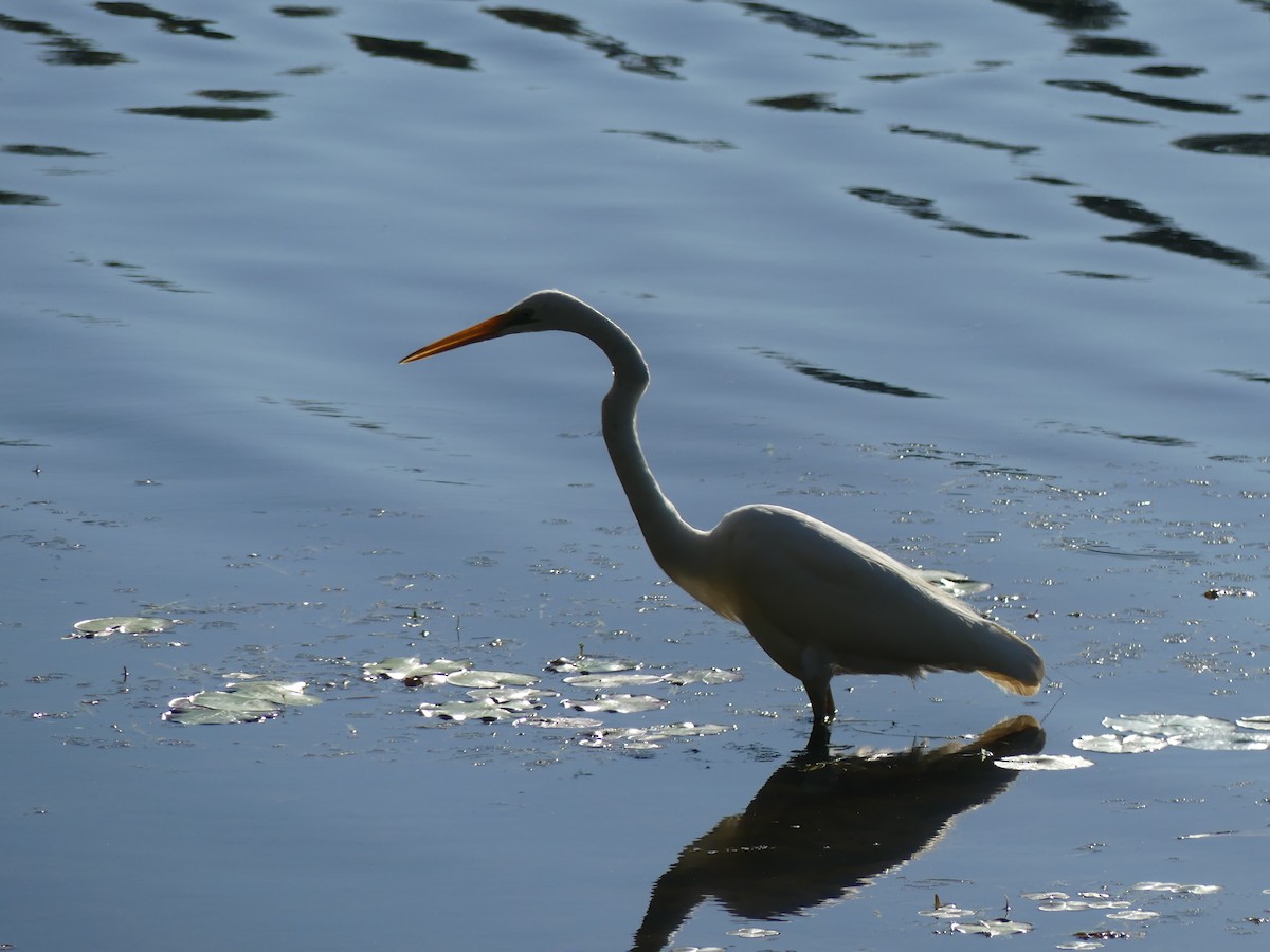 Great Egret - ML246083971