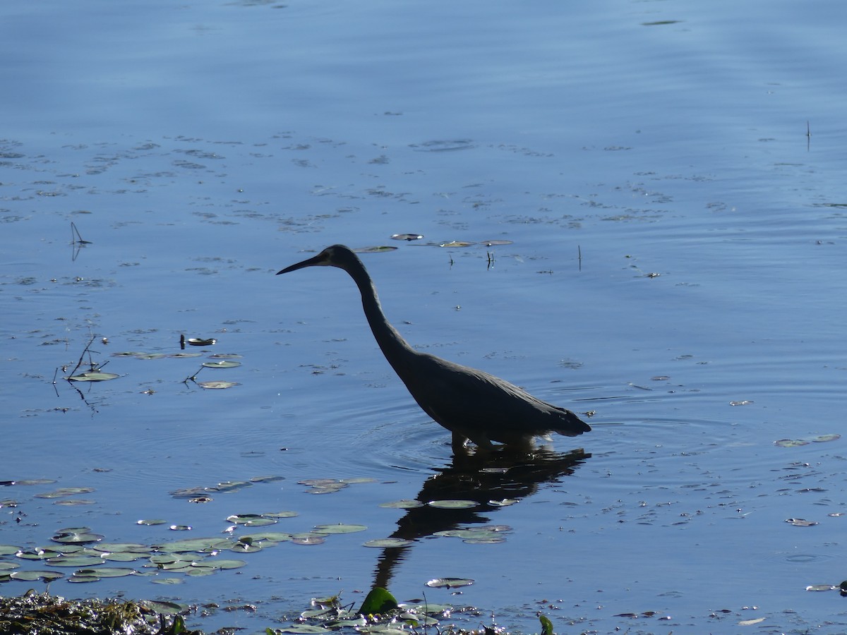 White-faced Heron - ML246084021