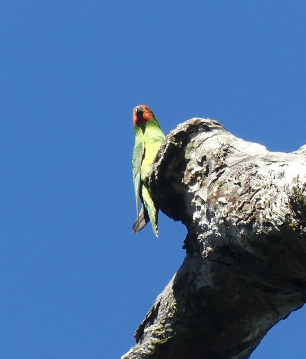 Little Lorikeet - ML246084081