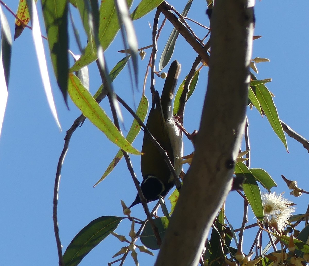 White-throated Honeyeater - ML246084261