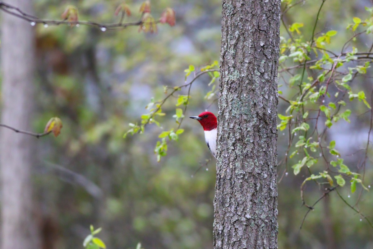 Pic à tête rouge - ML246084751