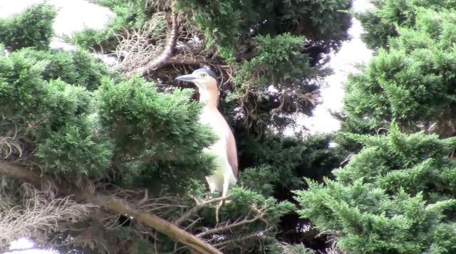 Nankeen Night Heron - ML24608491