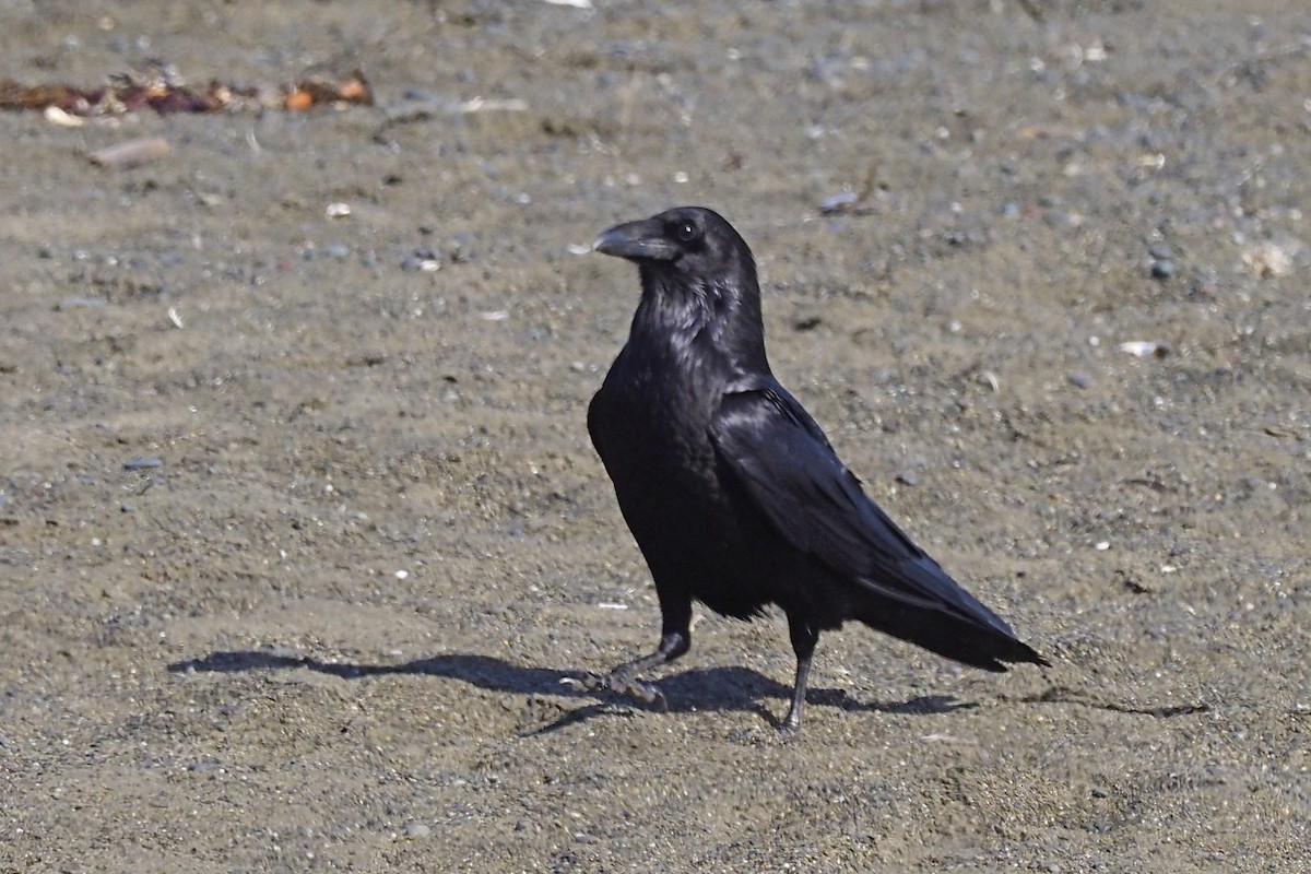 Common Raven - ML246086151