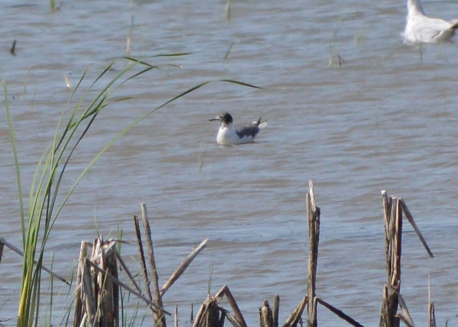 Gaviota Guanaguanare - ML246088191