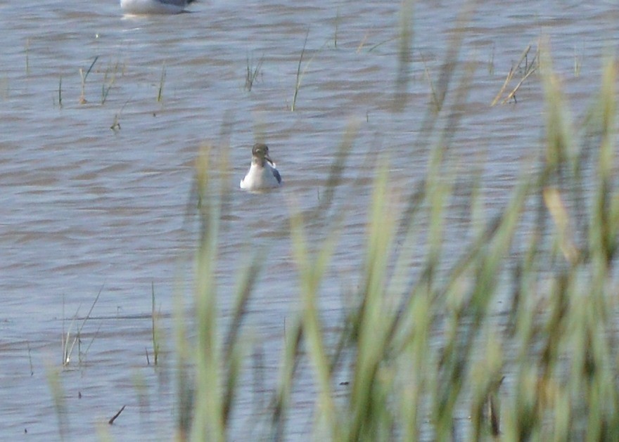 Laughing Gull - ML246088241